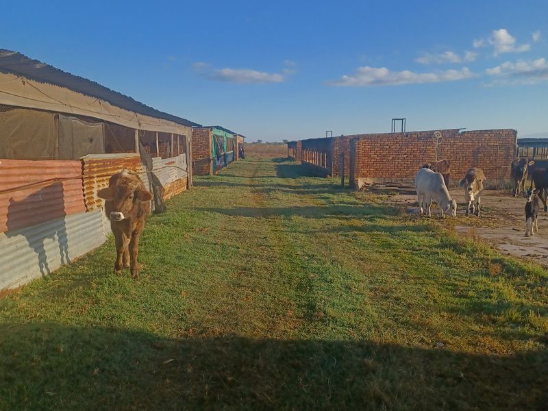 Agricultural farm yard featuring livestock housing structures with corrugated iron and brick construction, set within an open grazing area.