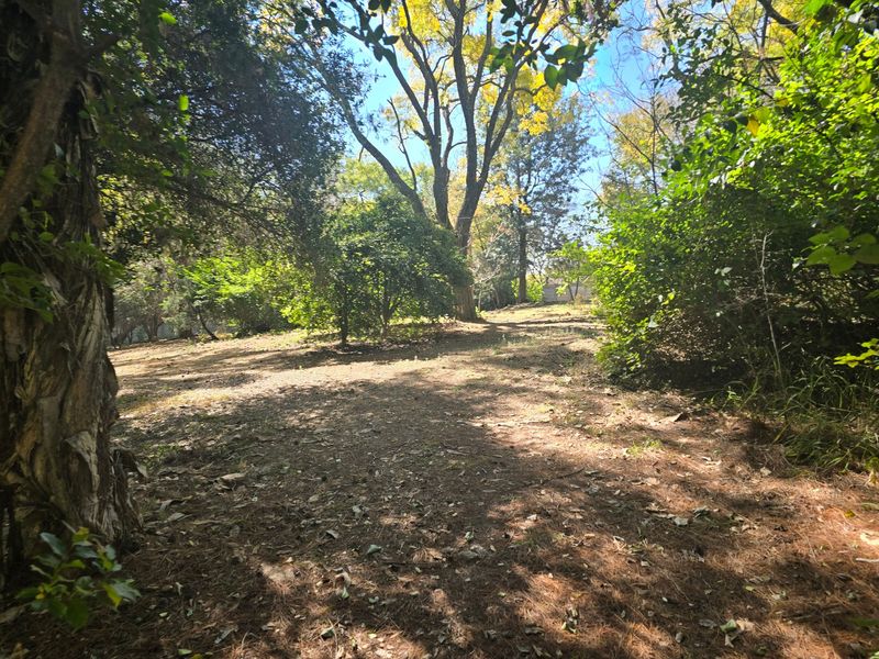 A view of a natural, wooded residential plot featuring mature trees and established vegetation.