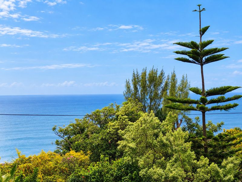 A scenic view of the ocean horizon framed by lush coastal vegetation and a prominent pine tree.