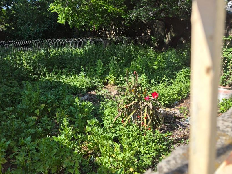 A view of an overgrown garden area featuring mature trees and metal perimeter fencing, viewed through a foreground structure.