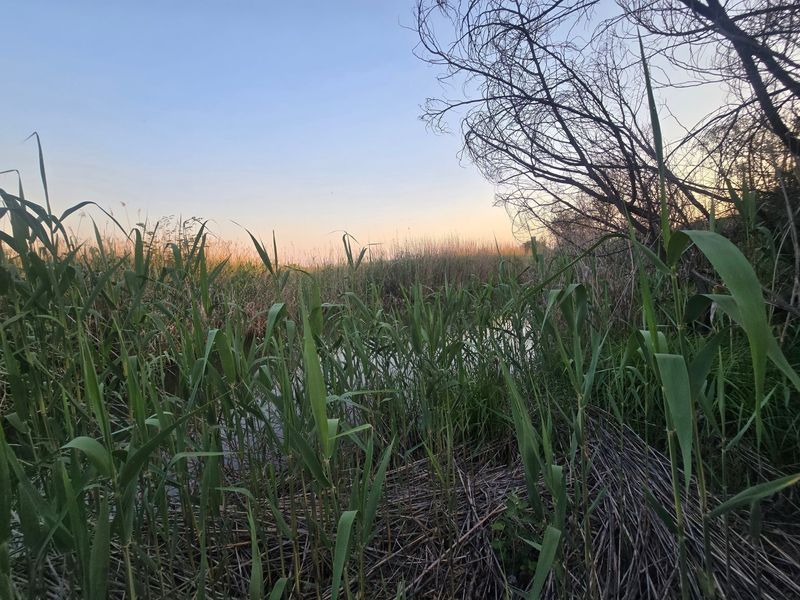 Farm Pending Sale In Cullinan - Photo 8