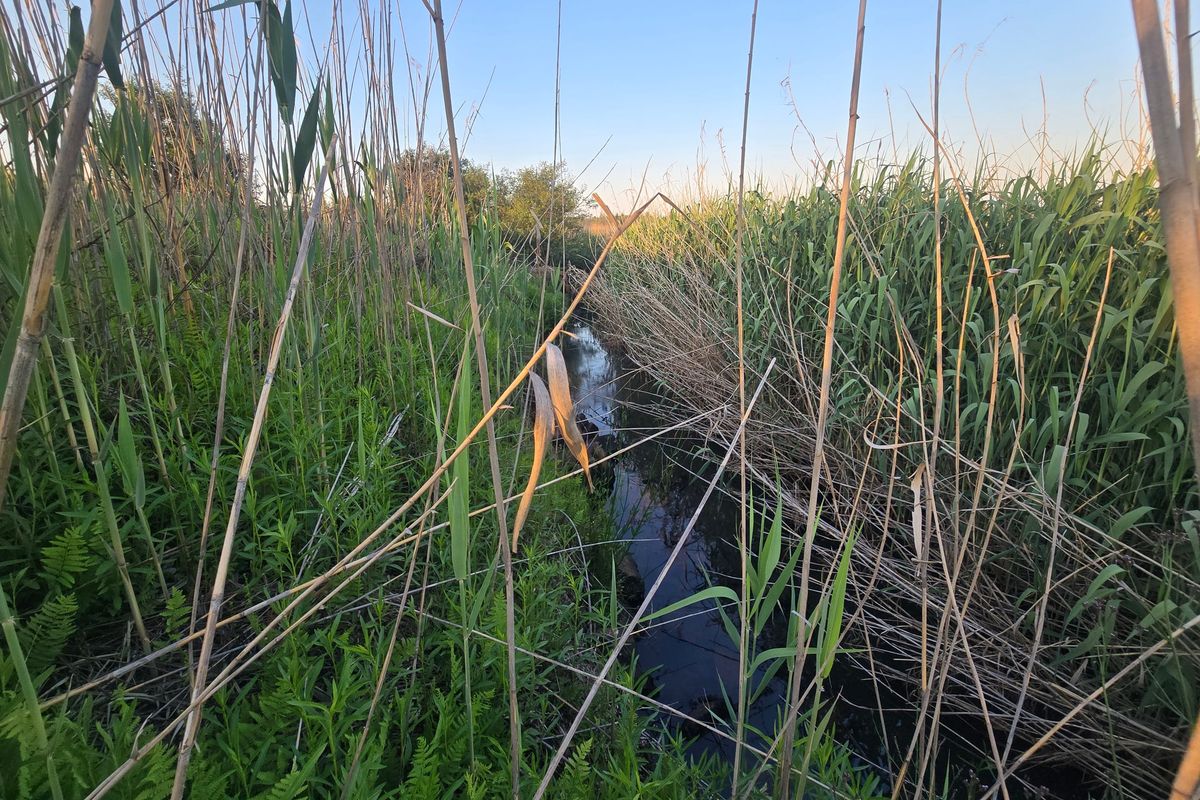 A natural stream flowing through dense reeds on the farm property, showcasing the rural landscape and natural water features.