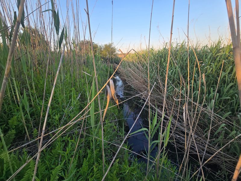 A natural stream flowing through dense reeds on the farm property, showcasing the rural landscape and natural water features.