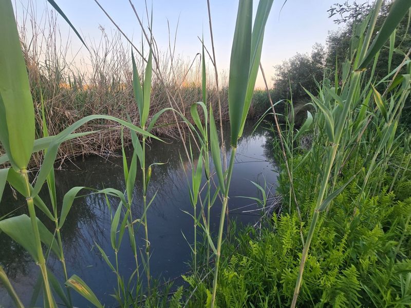 A natural water feature on the farm property, surrounded by reeds and lush green vegetation.
