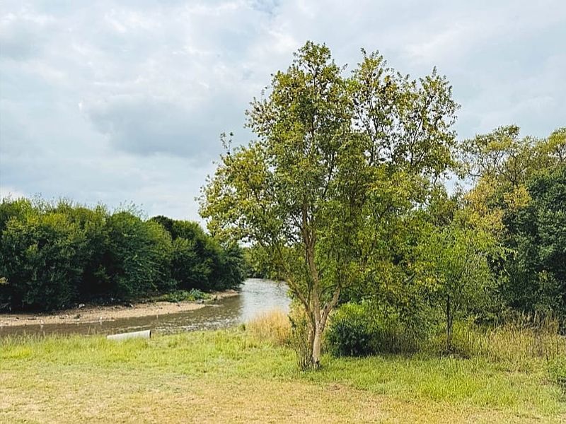 A scenic view of the river frontage featuring mature trees and natural grassland, providing a peaceful outdoor setting.