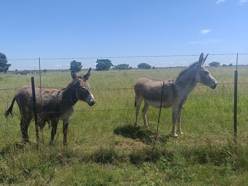 Farm For Sale In Cullinan - Photo 2