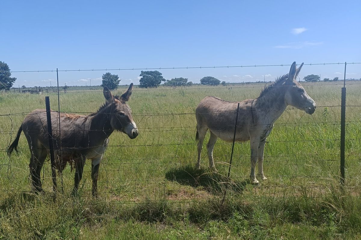Farm For Sale In Cullinan - Photo 2