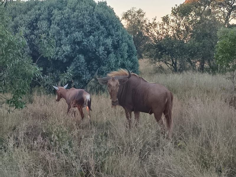 Farm For Sale In Cullinan - Photo 4