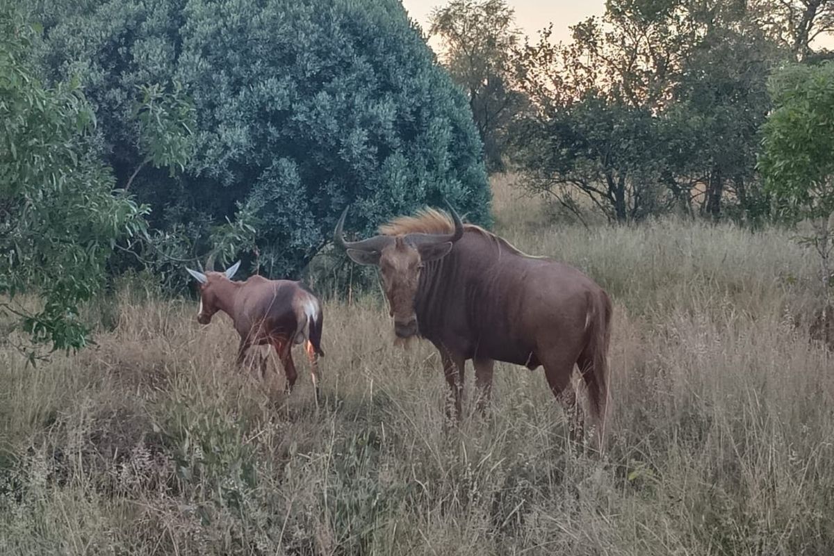 Farm For Sale In Cullinan - Photo 4