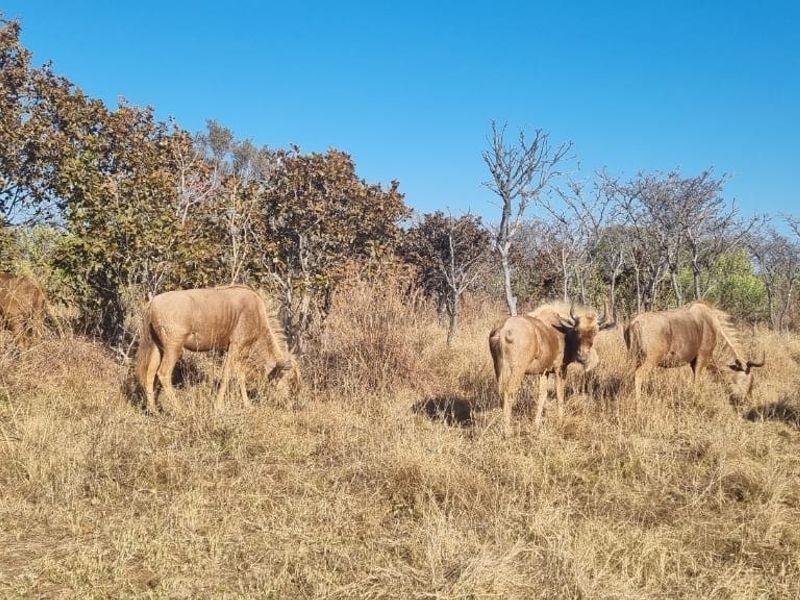 Farm For Sale In Cullinan - Photo 6