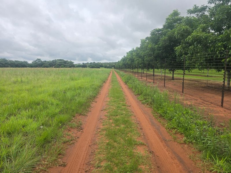 Farm For Sale In Cullinan - Photo 4