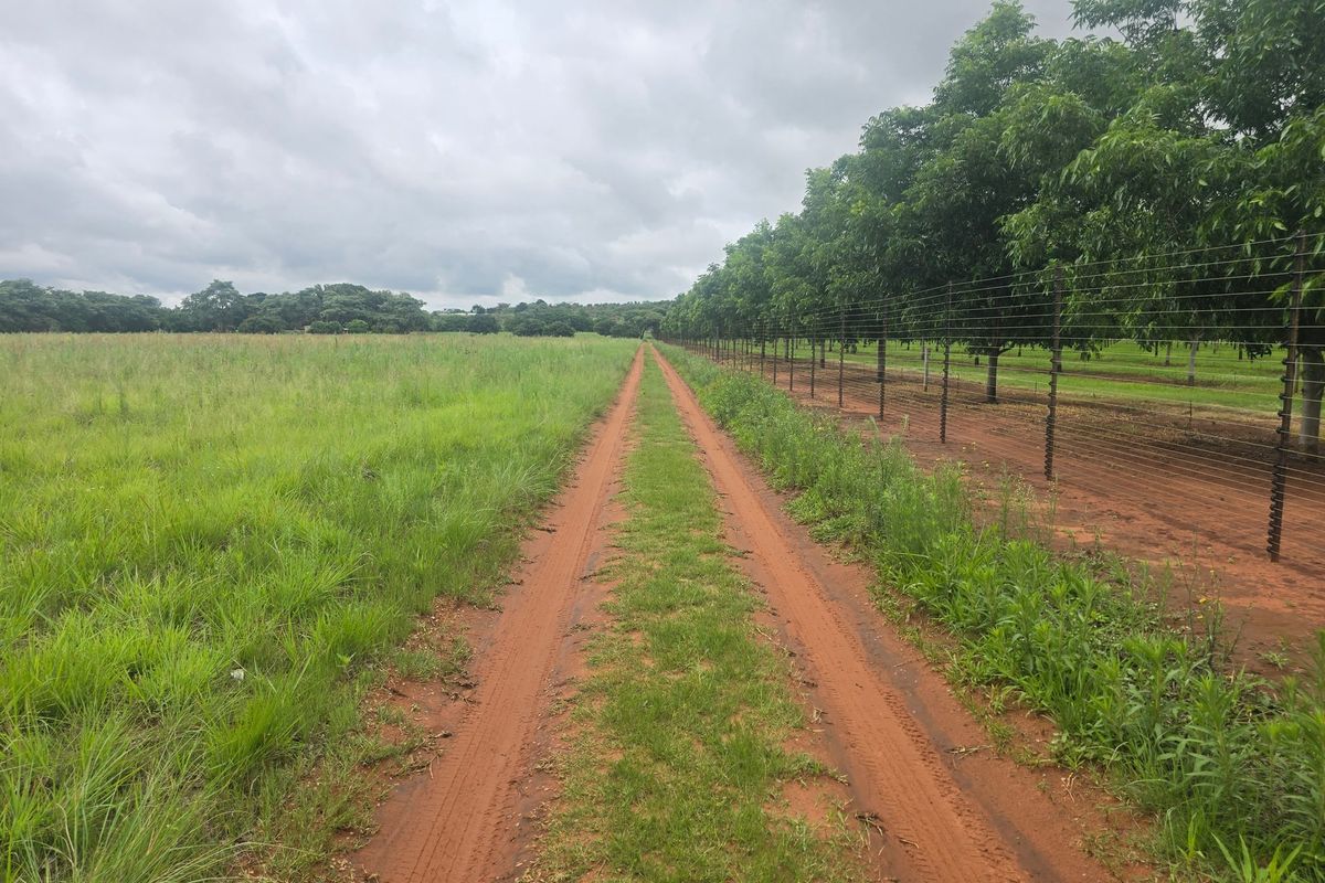 Farm For Sale In Cullinan - Photo 4