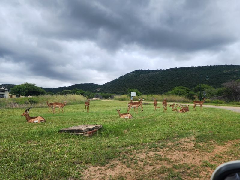 A scenic view of a vacant residential plot featuring natural grassland, surrounding hills, and local wildlife.
