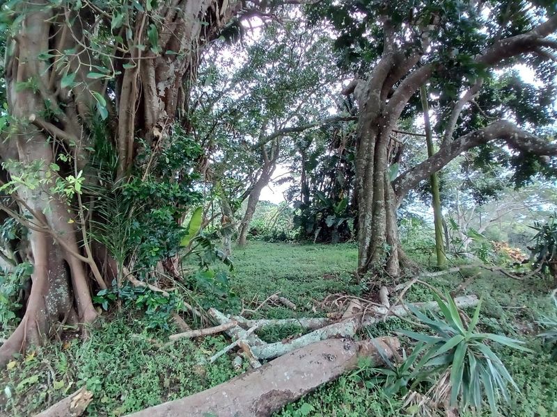 A view of a natural, wooded garden area featuring mature trees and dense vegetation on the residential property.