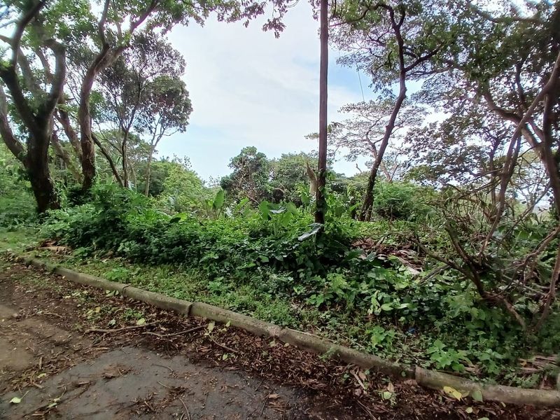 A view of a vacant residential plot featuring mature trees, dense vegetation, and concrete curbing along the roadside.