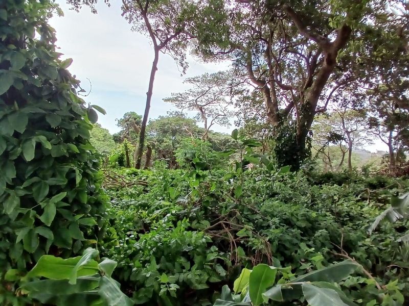 A view of a densely vegetated plot featuring mature trees and thick undergrowth, typical of an undeveloped residential land parcel.