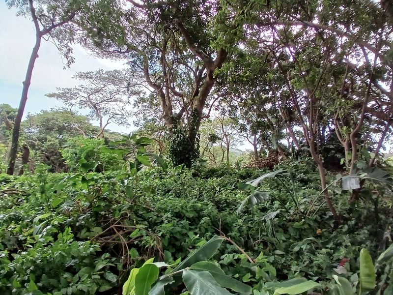 A view of a densely vegetated plot featuring mature trees and natural ground cover, suitable for residential development.