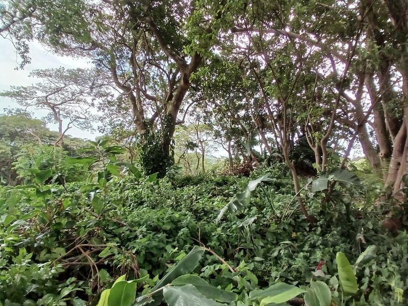 A view of a densely vegetated plot featuring mature trees and thick undergrowth, typical of an undeveloped residential land parcel.