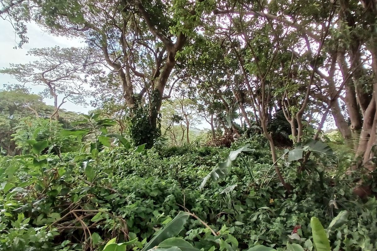 A view of a densely vegetated plot featuring mature trees and thick undergrowth, typical of an undeveloped residential land parcel.