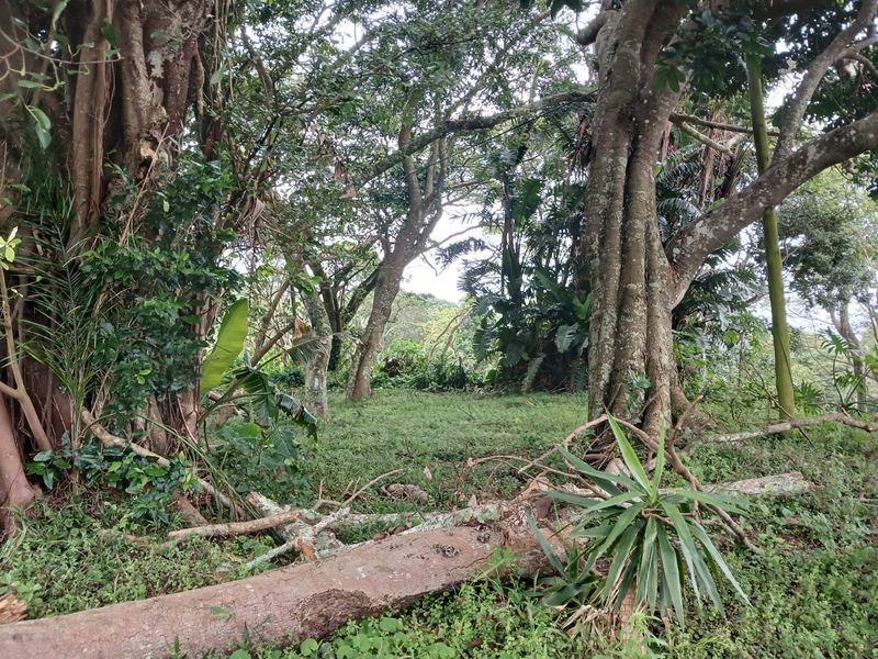 A view of a natural, wooded residential plot featuring mature trees and dense ground-level vegetation.