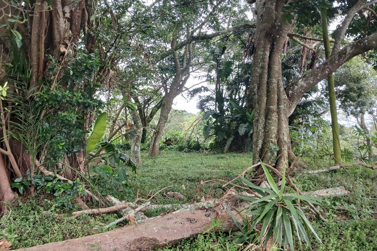 A view of a natural, wooded residential plot featuring mature trees and dense ground-level vegetation.