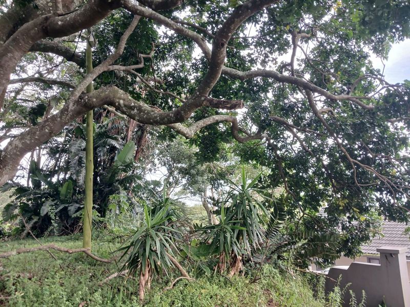 A view of a sloped garden area featuring mature trees and established vegetation on a residential plot.