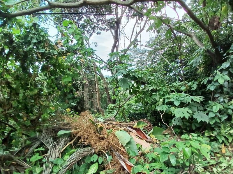 A view of a densely vegetated, overgrown residential plot featuring mature trees and thick undergrowth.