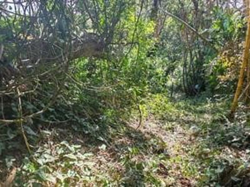 A view of a densely overgrown residential plot featuring mature trees and thick natural vegetation.