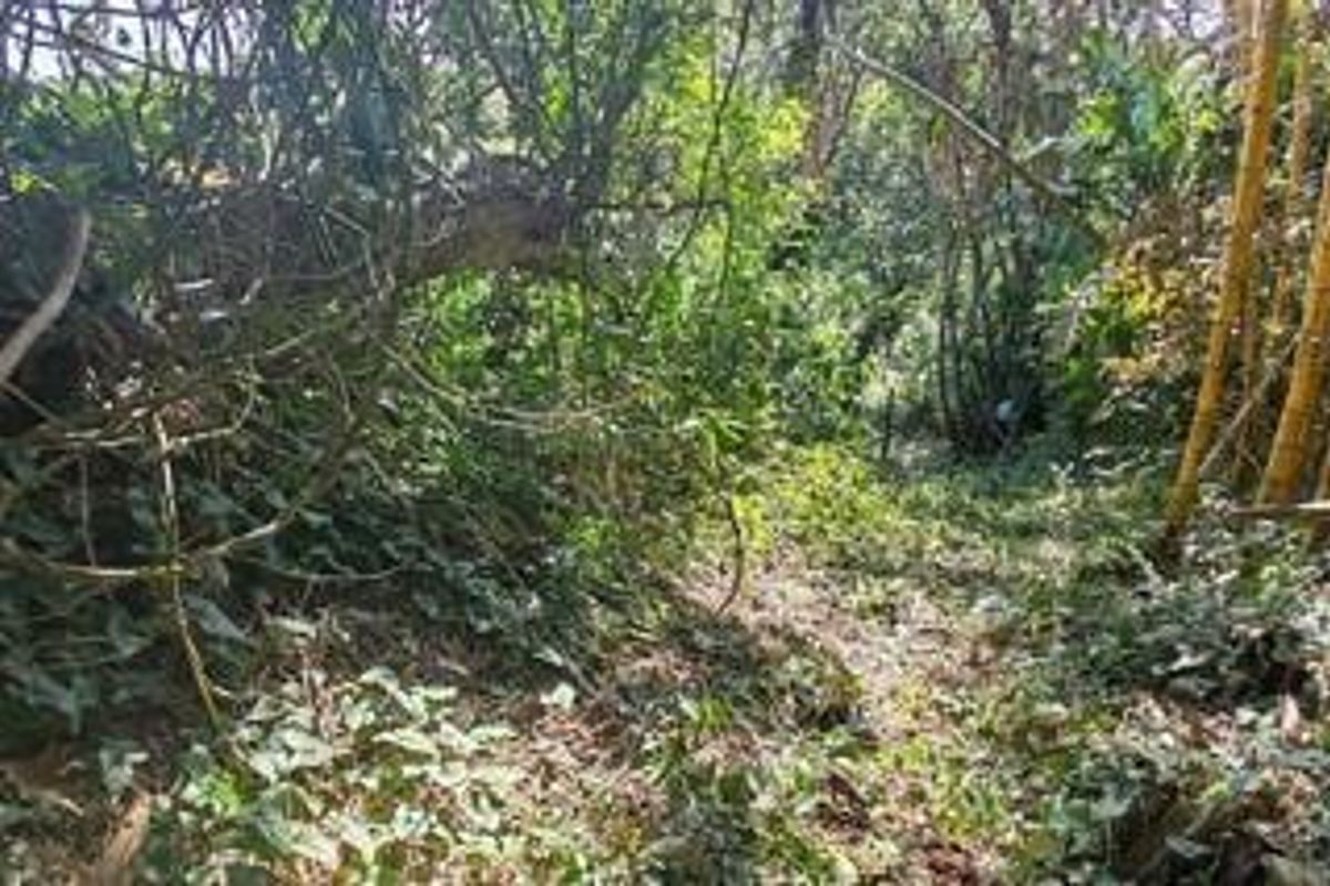 A view of a densely overgrown residential plot featuring mature trees and thick natural vegetation.
