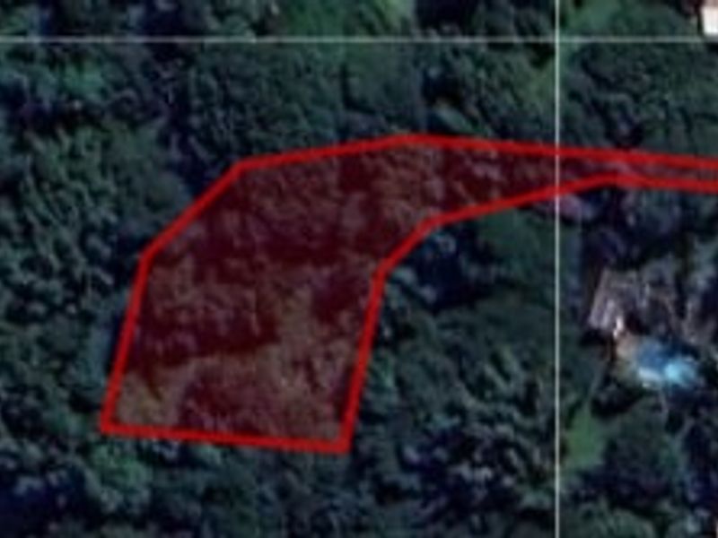 An aerial view showing the boundaries of a vacant residential plot covered in dense vegetation.