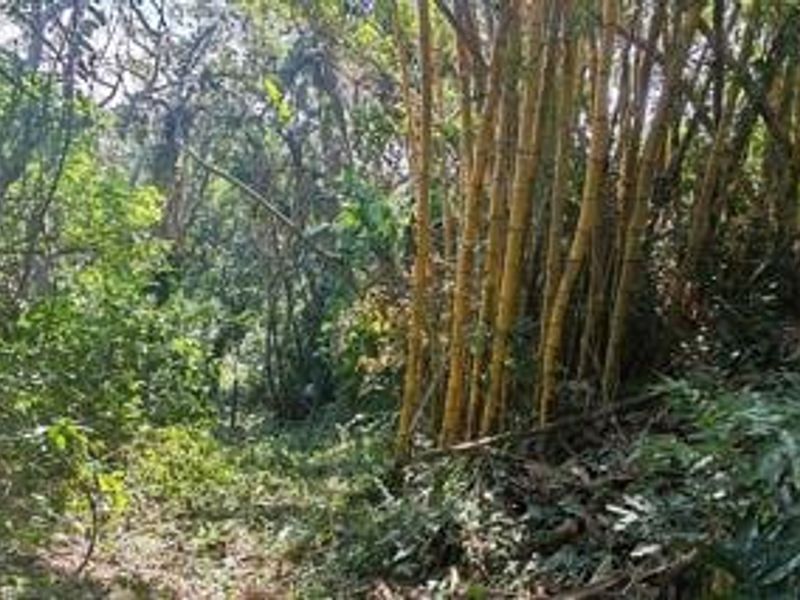 A view of a densely wooded area featuring a mature bamboo grove on the residential property.