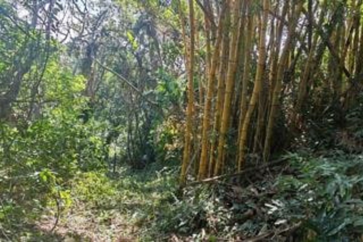 A view of a densely wooded area featuring a mature bamboo grove on the residential property.