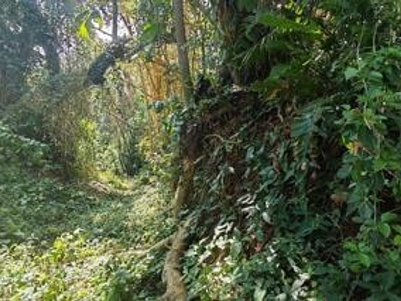 A view of the densely vegetated, undeveloped land featuring mature trees and natural ground cover.