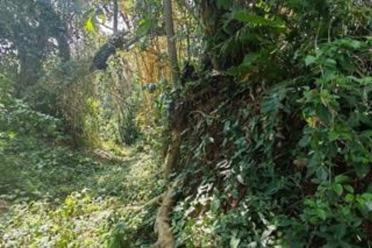 A view of the densely vegetated, undeveloped land featuring mature trees and natural ground cover.