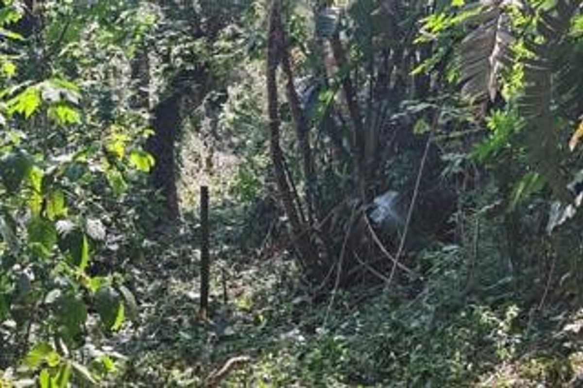 A view of a densely wooded area on the residential plot, featuring mature trees and thick natural vegetation.