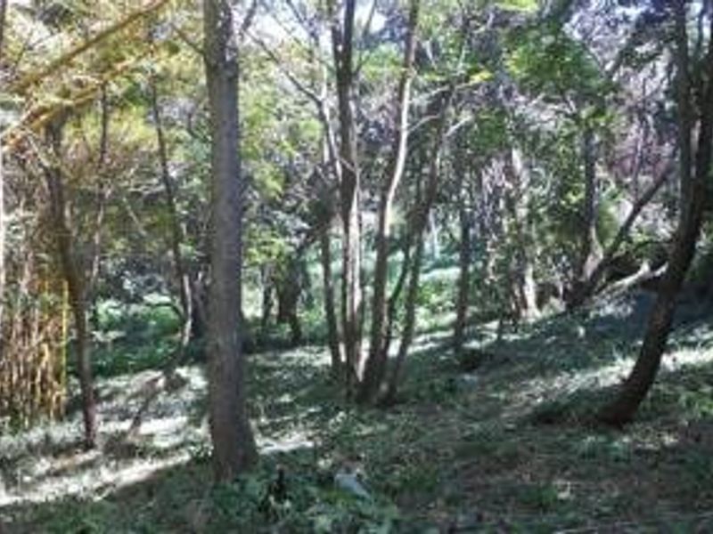 A view of a wooded residential plot featuring mature trees and natural ground cover.