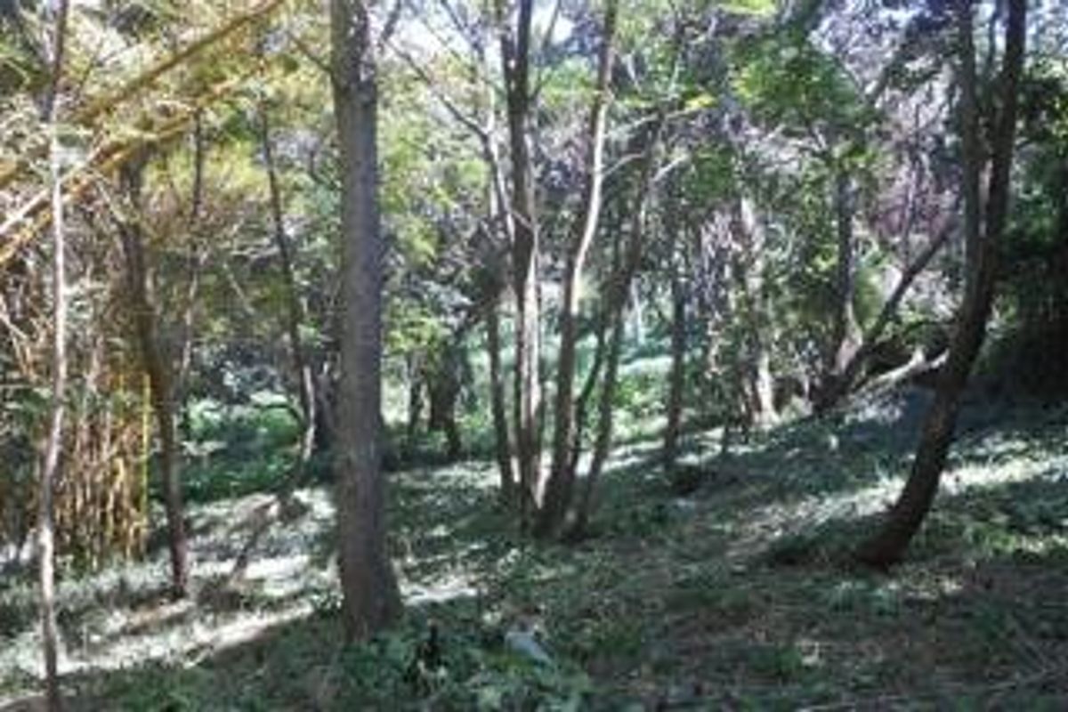 A view of a wooded residential plot featuring mature trees and natural ground cover.