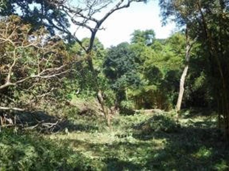 A view of a partially cleared residential plot featuring mature trees and natural vegetation.