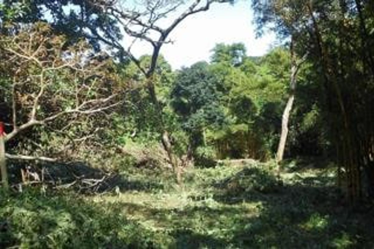 A view of a partially cleared residential plot featuring mature trees and natural vegetation.