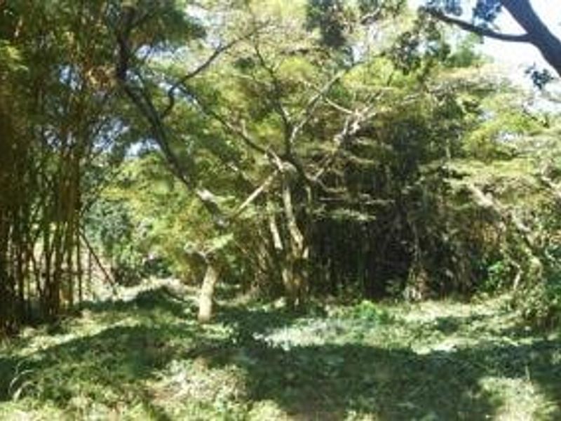 A view of a densely wooded residential plot featuring mature trees and a bamboo grove, offering a natural and secluded setting.