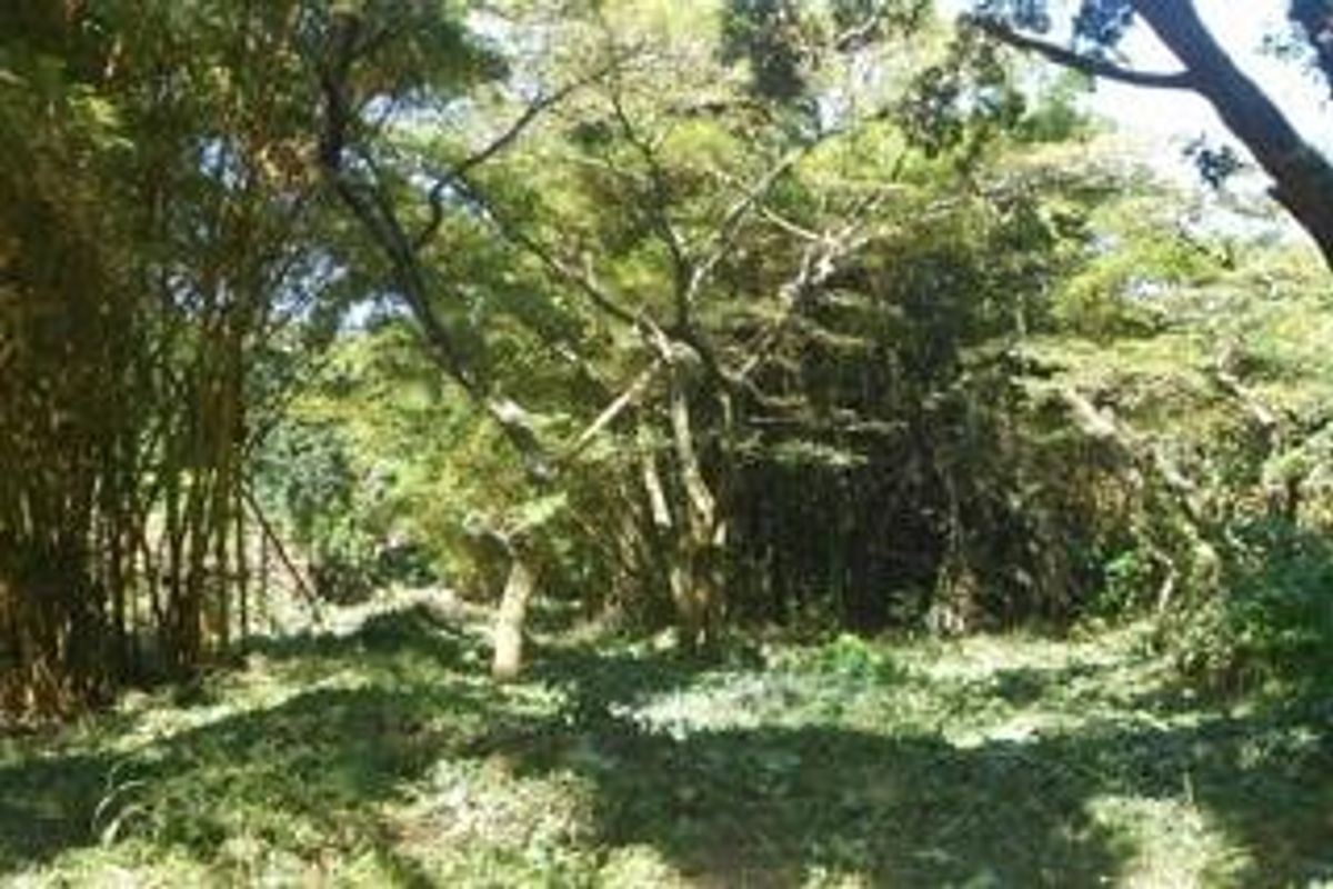 A view of a densely wooded residential plot featuring mature trees and a bamboo grove, offering a natural and secluded setting.