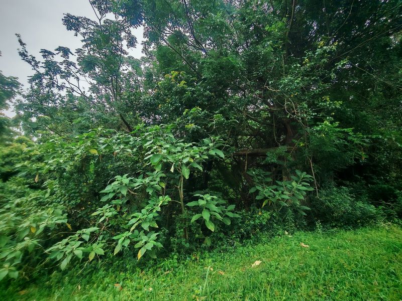 A view of a densely vegetated area with mature trees and natural landscaping on the residential land plot.