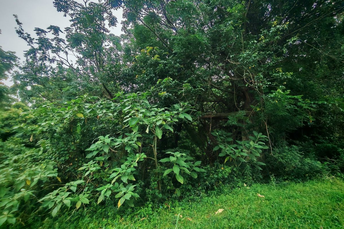 A view of a densely vegetated area with mature trees and natural landscaping on the residential land plot.