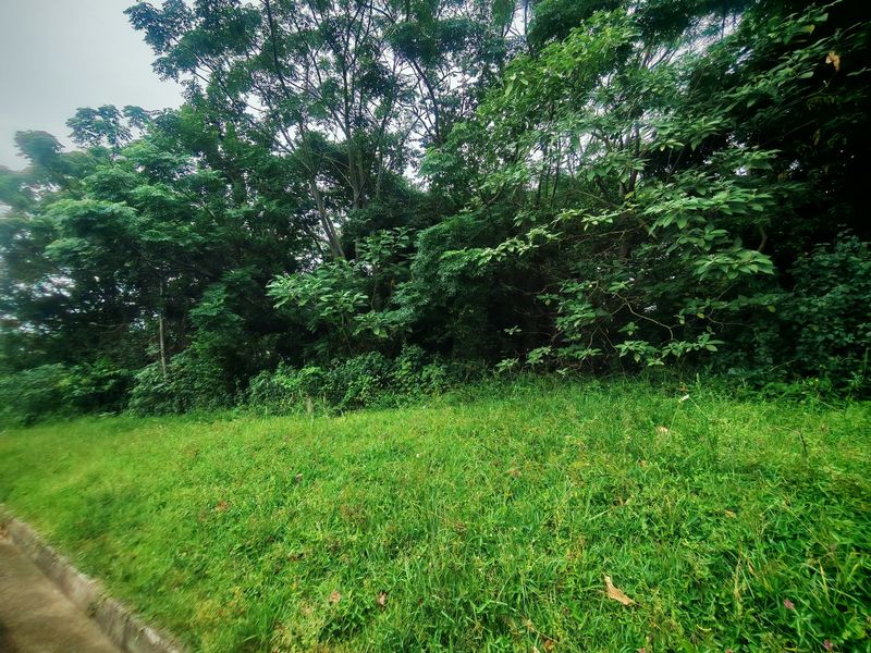 A view of a vacant residential plot featuring a grass lawn and mature trees.