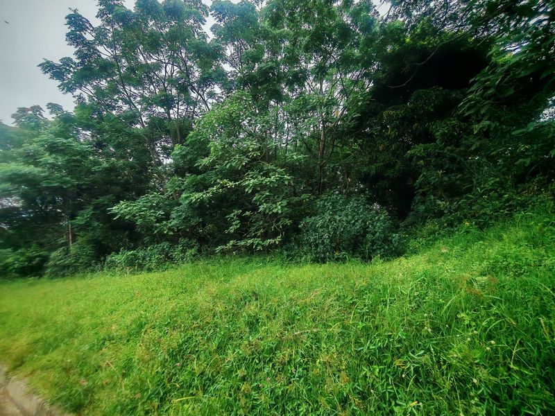 A view of a grassy plot featuring mature trees and natural vegetation, suitable for residential development.