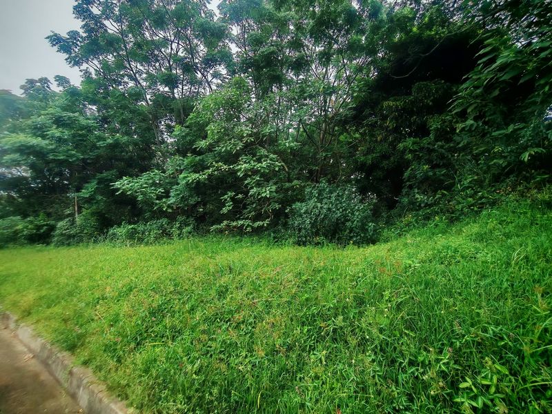 A view of a grassy residential plot featuring mature trees and a concrete curb along the street edge.