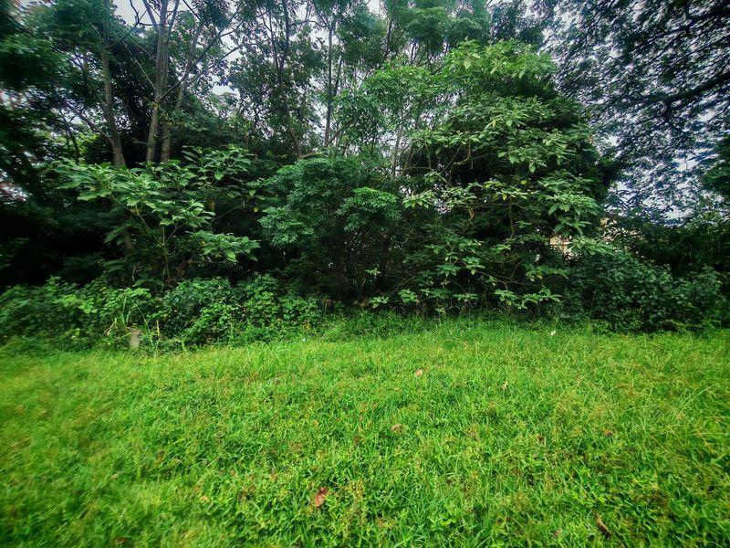 A view of a grassy residential plot featuring mature trees and dense vegetation.