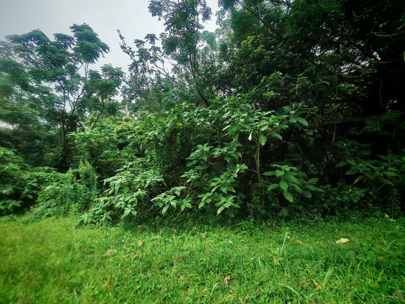 A view of a residential plot featuring dense, mature vegetation and established trees, providing a natural and private setting.
