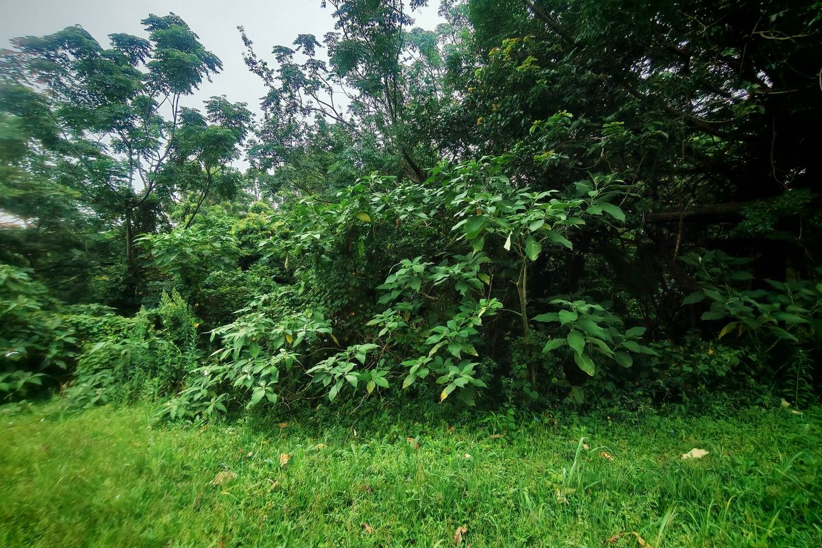 A view of a residential plot featuring dense, mature vegetation and established trees, providing a natural and private setting.