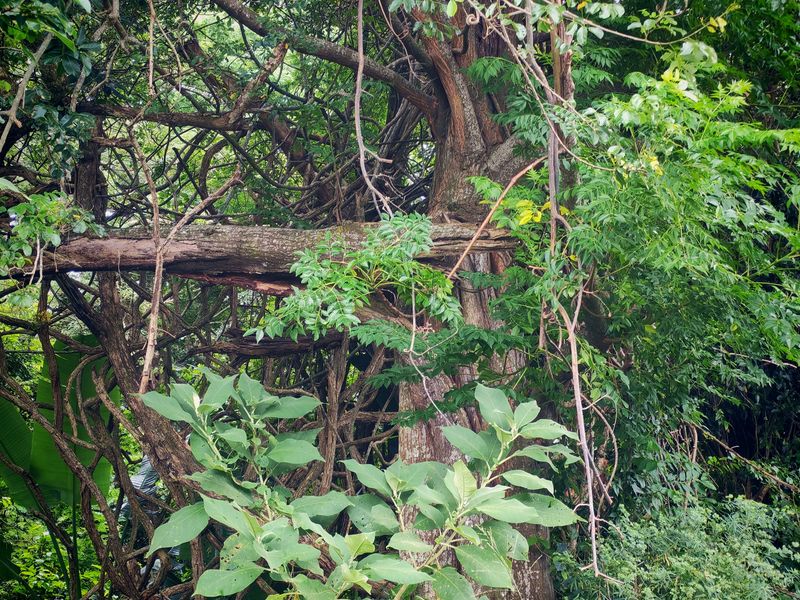A dense, overgrown garden area featuring mature trees and thick natural vegetation on the residential property.